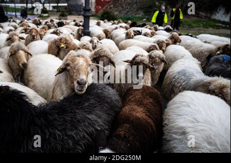 Madrid, Espagne. 07ème décembre 2020. Moutons traversant les rues de Madrid. Un troupeau de 250 moutons est arrivé à Madrid depuis les montagnes pour passer l'hiver à Casa de Campo dans le cadre de la transhumance annuelle. Cette année, il n'a pas été possible de célébrer la traditionnelle célébration de la transhumance avec des milliers de moutons traversant le centre-ville en raison de la pandémie du coronavirus (COVID-19). Credit: Marcos del Mazo/Alay Live News Banque D'Images