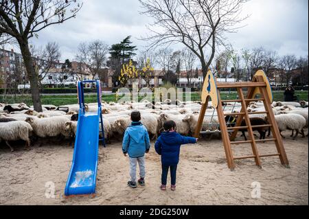 Madrid, Espagne. 07ème décembre 2020. Deux enfants regardent émerveillés tandis qu'un troupeau de moutons traverse un terrain de jeu. Un troupeau de 250 moutons est arrivé à Madrid depuis les montagnes pour passer l'hiver à Casa de Campo dans le cadre de la transhumance annuelle. Cette année, il n'a pas été possible de célébrer la traditionnelle célébration de la transhumance avec des milliers de moutons traversant le centre-ville en raison de la pandémie du coronavirus (COVID-19). Credit: Marcos del Mazo/Alay Live News Banque D'Images