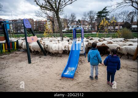 Madrid, Espagne. 07ème décembre 2020. Deux enfants regardent émerveillés tandis qu'un troupeau de moutons traverse un terrain de jeu. Un troupeau de 250 moutons est arrivé à Madrid depuis les montagnes pour passer l'hiver à Casa de Campo dans le cadre de la transhumance annuelle. Cette année, il n'a pas été possible de célébrer la traditionnelle célébration de la transhumance avec des milliers de moutons traversant le centre-ville en raison de la pandémie du coronavirus (COVID-19). Credit: Marcos del Mazo/Alay Live News Banque D'Images