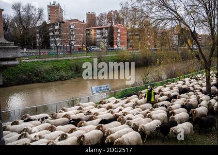 Madrid, Espagne. 07ème décembre 2020. Moutons traversant les rues de Madrid près de la rivière Manzanares. Un troupeau de 250 moutons est arrivé à Madrid depuis les montagnes pour passer l'hiver à Casa de Campo dans le cadre de la transhumance annuelle. Cette année, il n'a pas été possible de célébrer la traditionnelle célébration de la transhumance avec des milliers de moutons traversant le centre-ville en raison de la pandémie du coronavirus (COVID-19). Credit: Marcos del Mazo/Alay Live News Banque D'Images