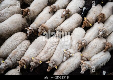 Madrid, Espagne. 07ème décembre 2020. Moutons traversant les rues de Madrid. Un troupeau de 250 moutons est arrivé à Madrid depuis les montagnes pour passer l'hiver à Casa de Campo dans le cadre de la transhumance annuelle. Cette année, il n'a pas été possible de célébrer la traditionnelle célébration de la transhumance avec des milliers de moutons traversant le centre-ville en raison de la pandémie du coronavirus (COVID-19). Credit: Marcos del Mazo/Alay Live News Banque D'Images