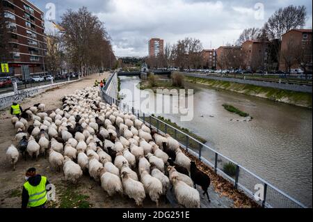 Madrid, Espagne. 07ème décembre 2020. Moutons traversant les rues de Madrid près de la rivière Manzanares. Un troupeau de 250 moutons est arrivé à Madrid depuis les montagnes pour passer l'hiver à Casa de Campo dans le cadre de la transhumance annuelle. Cette année, il n'a pas été possible de célébrer la traditionnelle célébration de la transhumance avec des milliers de moutons traversant le centre-ville en raison de la pandémie du coronavirus (COVID-19). Credit: Marcos del Mazo/Alay Live News Banque D'Images