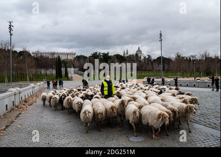 Madrid, Espagne. 07ème décembre 2020. Moutons traversant les rues de Madrid. Un troupeau de 250 moutons est arrivé à Madrid depuis les montagnes pour passer l'hiver à Casa de Campo dans le cadre de la transhumance annuelle. Cette année, il n'a pas été possible de célébrer la traditionnelle célébration de la transhumance avec des milliers de moutons traversant le centre-ville en raison de la pandémie du coronavirus (COVID-19). Credit: Marcos del Mazo/Alay Live News Banque D'Images