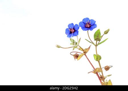 Blue Pimpernel (Lysimachia monellii) fleurs sauvages qui poussent au printemps, le Cap, Afrique du Sud Banque D'Images