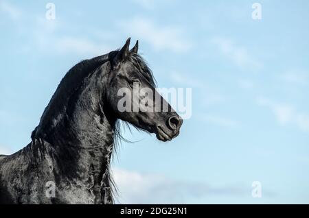 Étalon frison noir sur un portrait bleu du ciel Banque D'Images