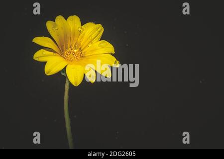 Trésor jaune (Gazania rigens) fleurs sauvages qui poussent au printemps, couvertes de gouttes de pluie, le Cap, Afrique du Sud Banque D'Images