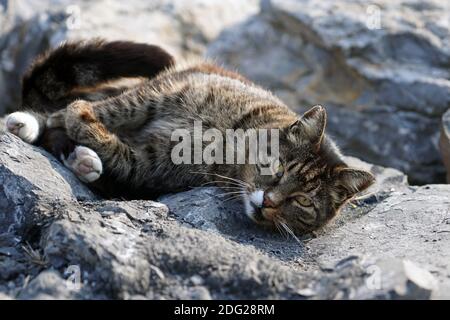 Chat mignon couché seul sur les rochers Banque D'Images