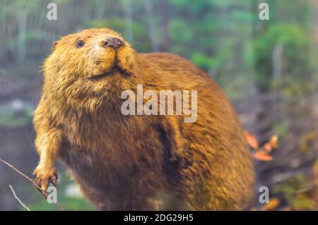 Beaver assis sur le barrage Banque D'Images