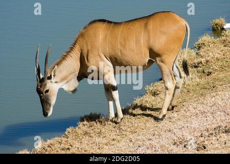 Une Eland commun sauvage (ou antilope) Eau potable d'un étang dans une réserve de gibier Banque D'Images