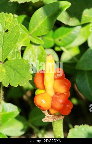 Arum maculatum Banque D'Images