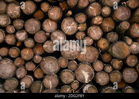Gros plan d'une pile de grumes coupées dans une forêt. Arrière-plan de texture Banque D'Images