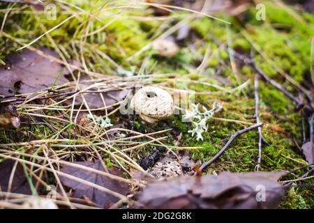 Petit imperméable aux champignons poussant dans la forêt d'automne Banque D'Images