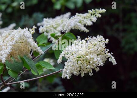 Lilas d'arbre japonais, fleur en gros plan (Syringa reticulata) Banque D'Images