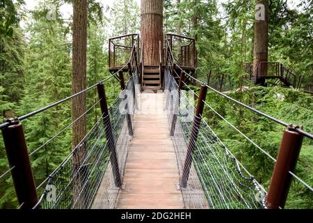 Plates-formes hautes et ponts suspendus de raccordement sur des sapins Douglas à North Vancouver, Colombie-Britannique, Canada Banque D'Images