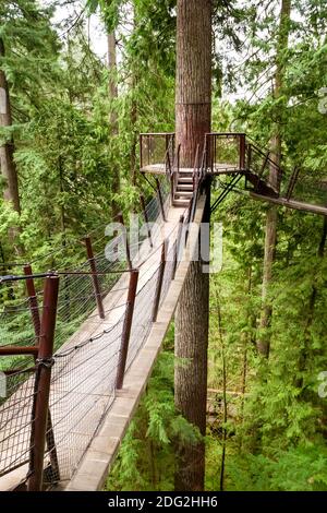 Plates-formes hautes et ponts suspendus de raccordement sur des sapins Douglas à North Vancouver, Colombie-Britannique, Canada Banque D'Images