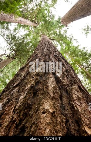 Recherche d'un sapin de Douglas dans une forêt ancienne, North Vancouver, Colombie-Britannique, Canada Banque D'Images