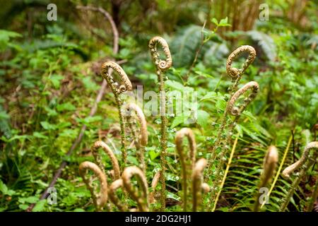 Les têtes de violon de l'Ouest de Fern (Polystichum munitum) poussent à North Vancouver, en Colombie-Britannique, au Canada Banque D'Images