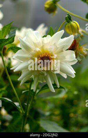 Fleur de dahlia blanc neige dans un lit de fleurs. Gros plan Banque D'Images