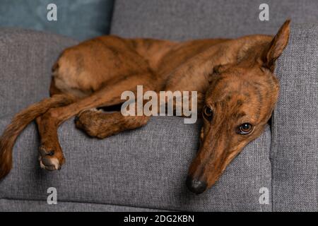 chien, animal, chiot, lévrier, chien, animal, race, chasse, rapide, course, chien, vecteur, purace, mignon, pedigree, personnage, chien de chasse, chenil, sprint Banque D'Images