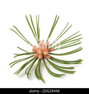 pin de mugo isolé sur fond blanc Banque D'Images