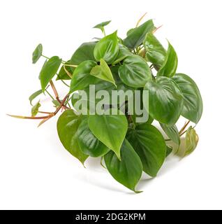 Philodendron de la feuille de coeur isolé sur fond blanc Banque D'Images