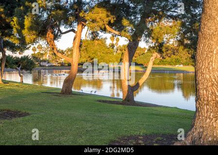 Matin de novembre au parc Mission Bay. San Diego, Californie, États-Unis. Cette photo a été prise à l'étang de bateau modèle. Banque D'Images