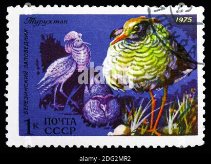 MOSCOU, RUSSIE - 10 NOVEMBRE 2018 : un timbre imprimé en URSS (Russie) montre Ruff (Philomachus pugnax), série de la faune de l'URSS, vers 1975 Banque D'Images