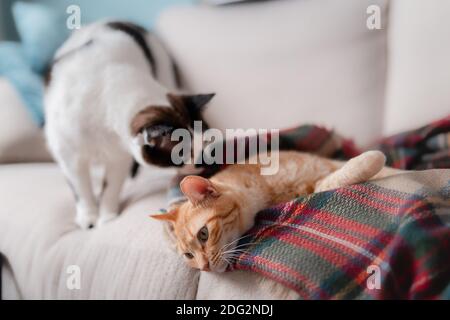 le chat noir et blanc lèche l'oreille d'un brun chat tabby couché sur une couverture colorée Banque D'Images