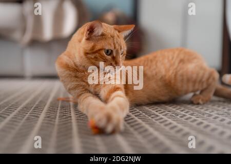 chat tabby brun avec les yeux verts couchés sur le tapis Banque D'Images