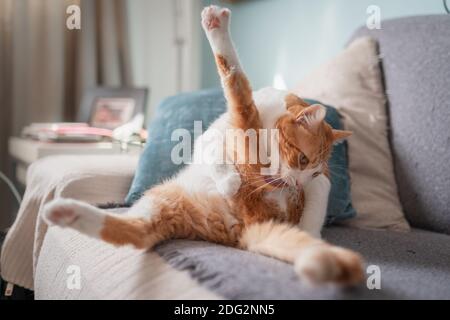 le chat brun et blanc lèche sa patte. soin du chat Banque D'Images