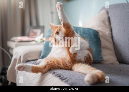 le chat brun et blanc lèche sa patte. soin du chat Banque D'Images