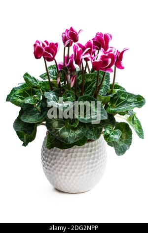 Fleur de cyclamen colorée en pot d'argile isolée sur blanc Banque D'Images