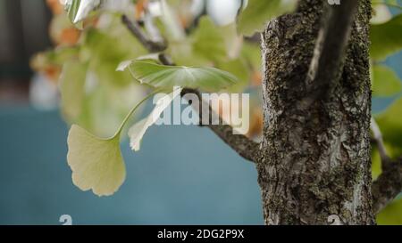 Petit tronc d'arbre de plus près. Écorce fissurée du jeune Ginkgo Biloba dans la forêt d'automne. Magnifique arrière-plan texturé naturel. Mise au point sélective. Banque D'Images