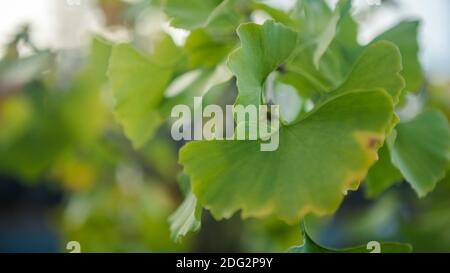 Gros plan sur les feuilles vertes de Ginkgo Biloba. Départ frais et vibrant de l'arbre Yin Xing. Arrière-plan naturel du feuillage. L'arbre de maidenhair originaire de Chine a Banque D'Images