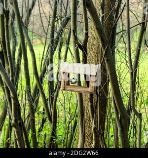 Les oiseaux se nourrissent de petits caillebotis ou de noix accrochés à l'arbre dans le parc sur fond naturel Banque D'Images