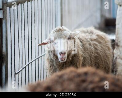 jolie jeune femme mouton dans le paddock a l'air curieux Banque D'Images