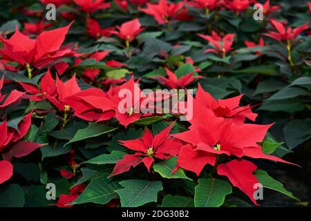fleurs rouges de poinsettia, également connues sous le nom d'étoile de noël ou d'étoile de bartholomew Banque D'Images