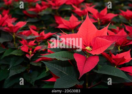 fleurs rouges de poinsettia, également connues sous le nom d'étoile de noël ou d'étoile de bartholomew, gros plan Banque D'Images