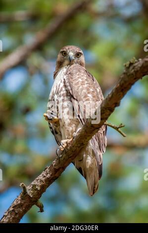 Copers Hawk perchée sur l'arbre à l'observation de petit pr Banque D'Images