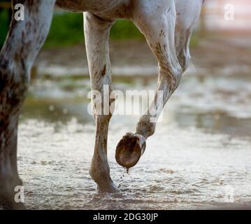 Le cheval gris s'accroche dans la boue dans le paddock après la pluie Banque D'Images