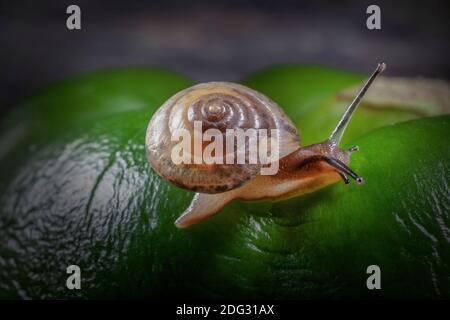 Petite escargot sur les courbes de la surface ridée de Big Green Pepper, escargot est vraiment petit environ 0,4 pouce est diamètre de sa maison. Banque D'Images