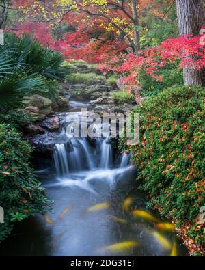 Poisson Koï géant naissant dans le jardin japonais Banque D'Images