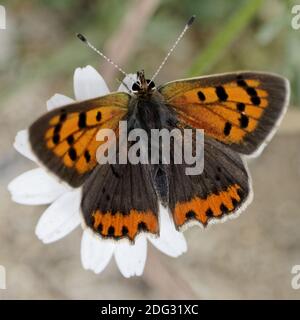 Lycaena phlaeas, petite, Cuivre Cuivre Américain Banque D'Images