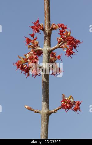 Acer rubrum, érable rouge au printemps, marais, érable Banque D'Images