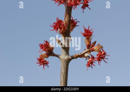 Acer rubrum, érable rouge au printemps, marais, érable Banque D'Images