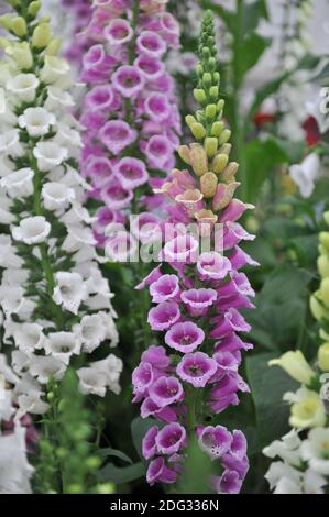 Fuxgant commun (Digitalis purpurea) Candy Mountain Bloom lors d'une exposition en mai Banque D'Images