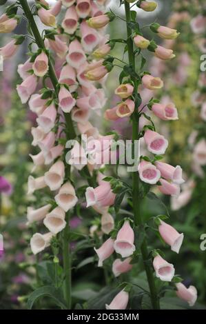 Gant rose à usage commun (Digitalis purpurea) Apricot de Sutton fleurit lors d'une exposition en mai Banque D'Images