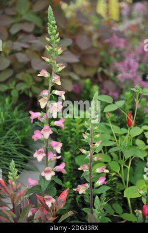 Foxglove (Digitalis valinii) Le Berry Canary fleurit lors d'une exposition en mai Banque D'Images