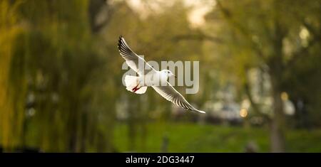 Cambridge UK: Un mouette à tête noire, (Chericocephalus ridibundus), glisse dans l'air au-dessus de la rivière Cam à Jesus Green Lock à Cambridge, Royaume-Uni. Banque D'Images