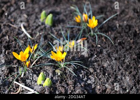 Crocus de toile d'or jaune (Crocus angustifolius) Floraison dans un jardin en avril Banque D'Images
